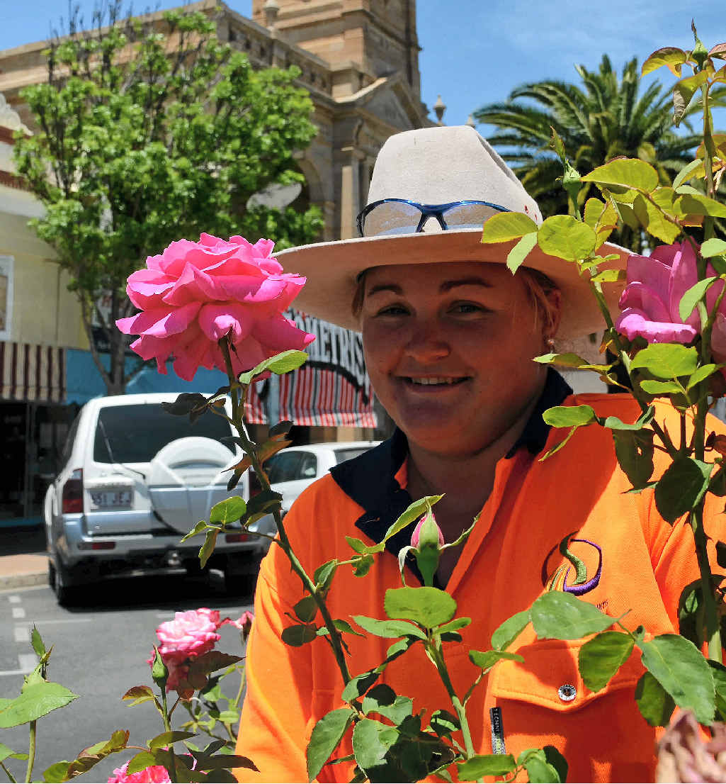 HARD WORK: Warwick’s magnificent roses keep workers on their toes, including parks ganger Emily Coy.